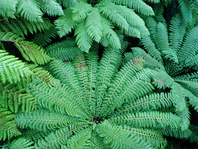 Tarra Bulga day trip