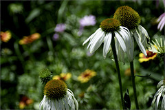 Coneflowers