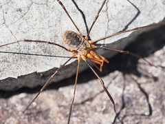 First Macro Spider