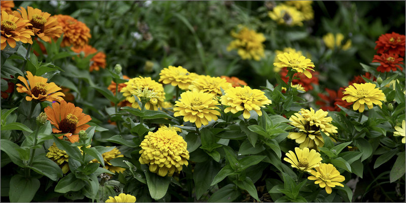 Zinnias, anyone?
