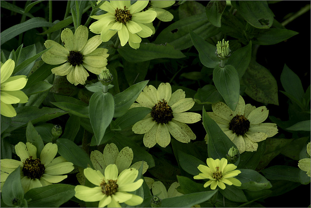 Zinnias