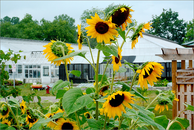 Matthaei Garden Sunflowers