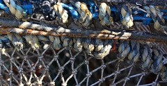 Lobster Pots