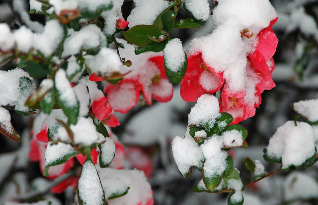 Snow on the <strike>Azalea</strike> Quince