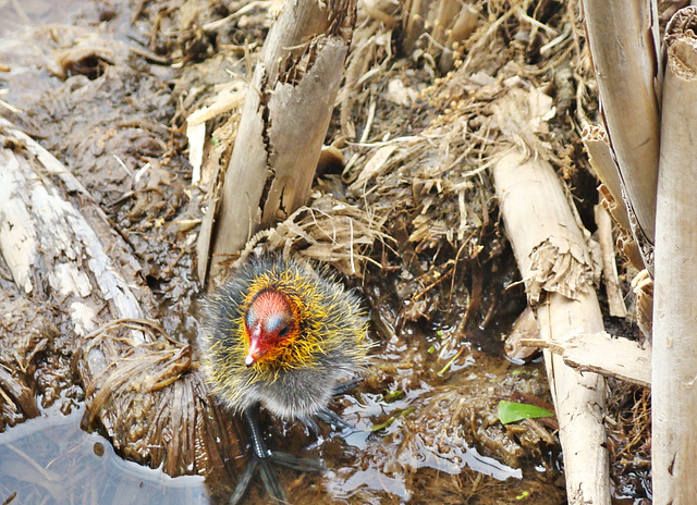 Eurasian Coot Chick on Nest .