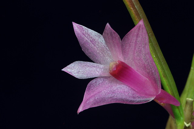 Dendrobium seranicum 'Brendan'