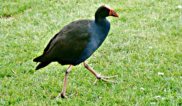 Pukeko