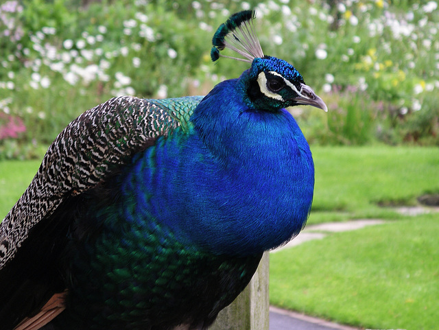 Peacock - Indian Peafowl