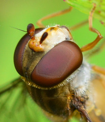 Hoverfly eyes