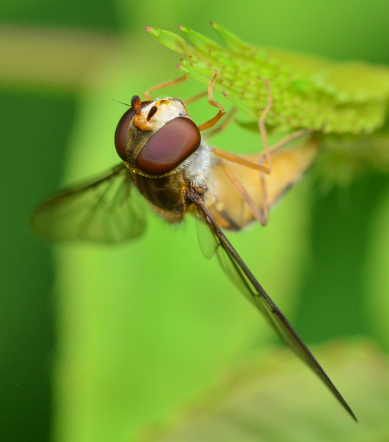 Hoverfly