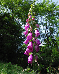 Digitalis (Foxglove).