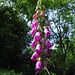 Digitalis (Foxglove).