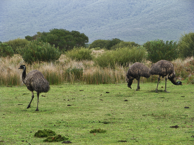 emus at the Prom