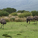 emus at the Prom