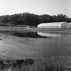 Paddy field and greenhouses