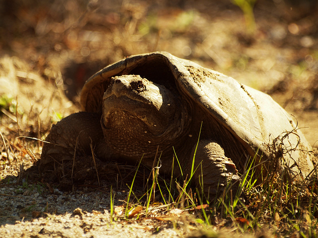 laying her eggs