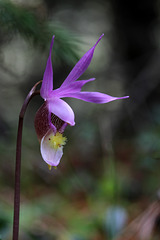 Eastern Fairy Slipper