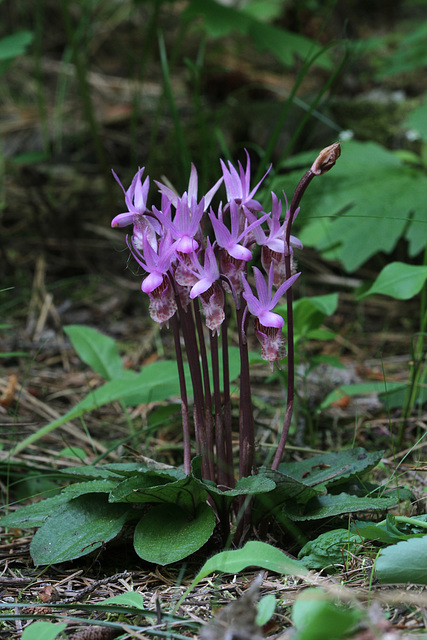 Calypso bulbosa var. occidentalis