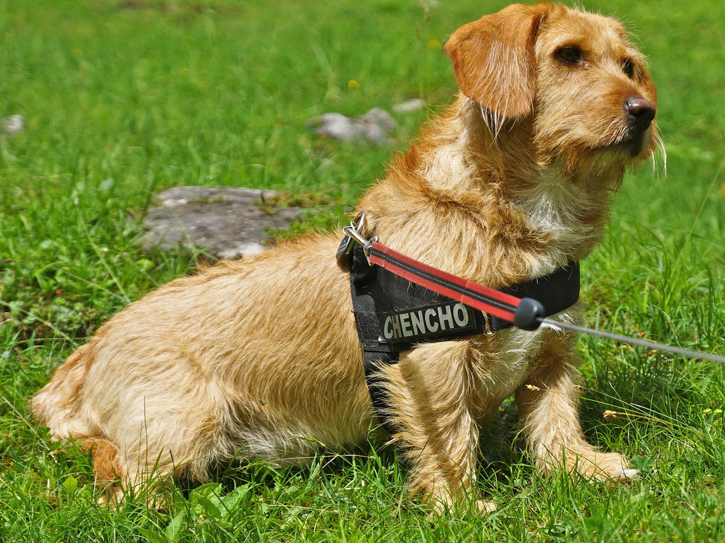 Chencho in Garmisch-Partenkirchen