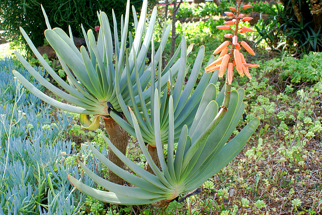 Madeira. Monte. Botanischer Garten.  ©UdoSm