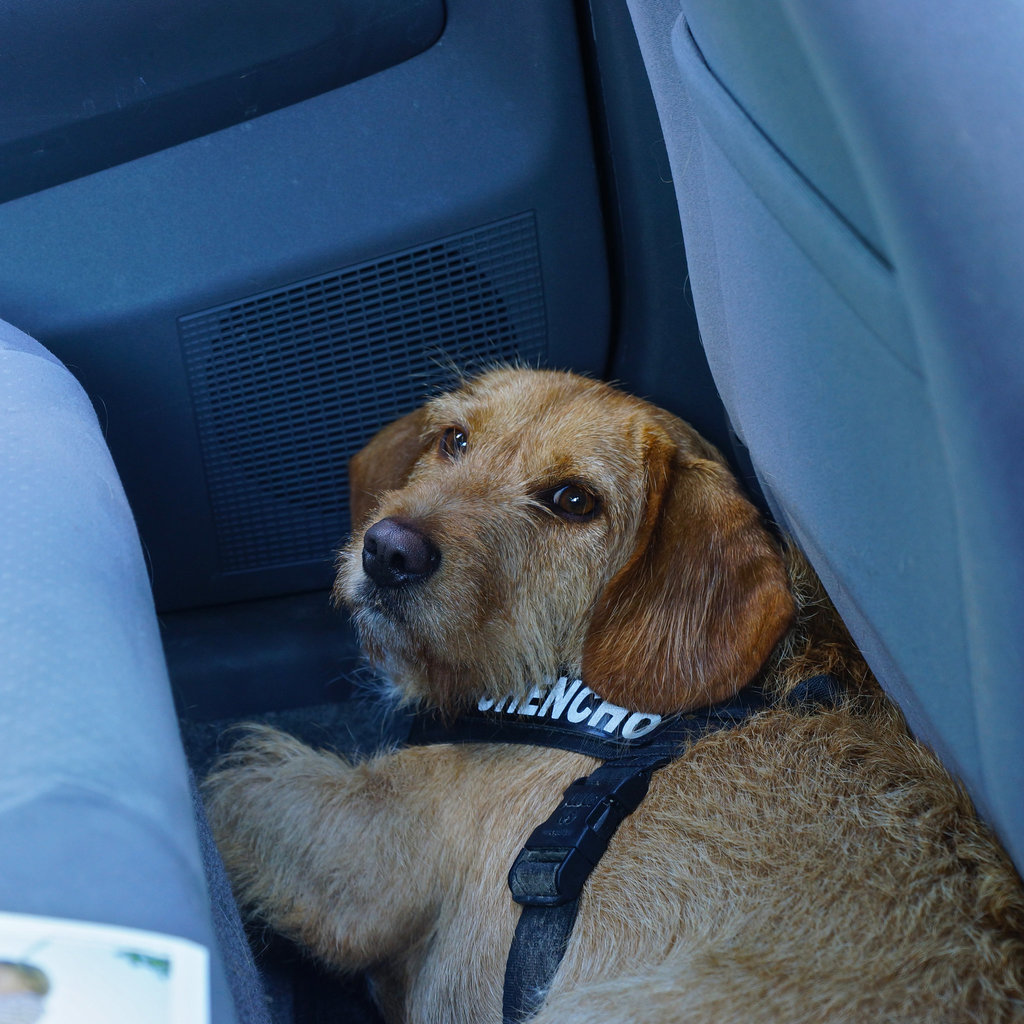 Chencho inside our car