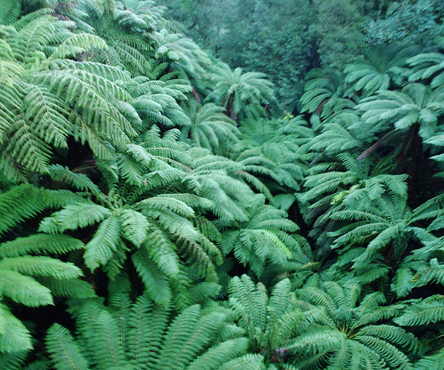 Tarra Bulga day trip