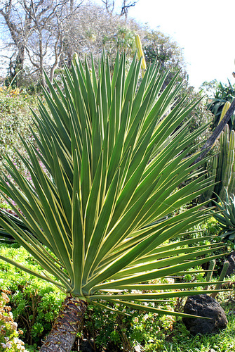 Madeira. Monte. Botanischer Garten.  ©UdoSm