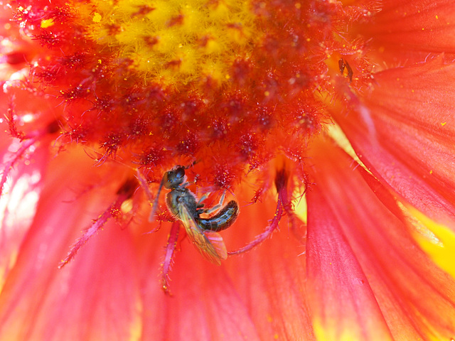 First Insect on Flower Picture