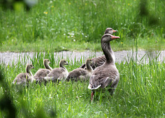 Graugansfamilie beim Spaziergang