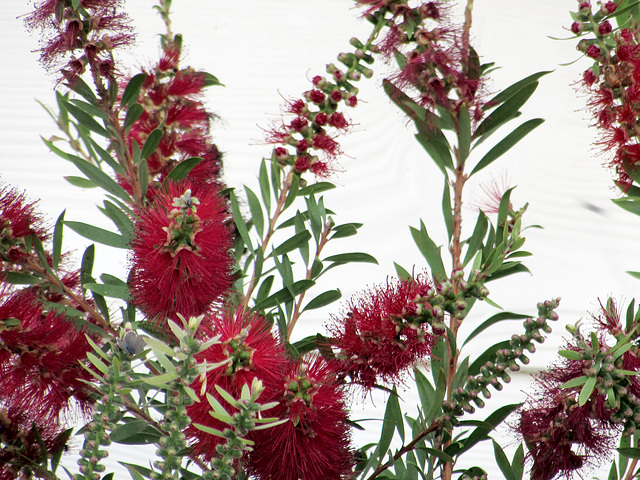 Bottlebrush