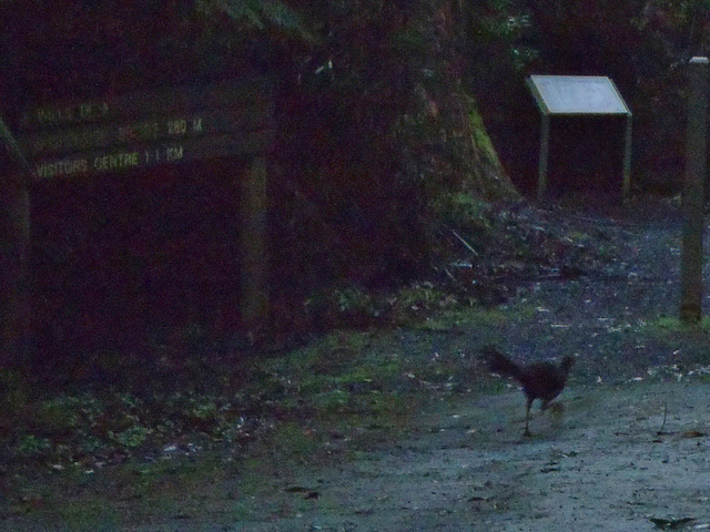 Tarra Bulga day trip