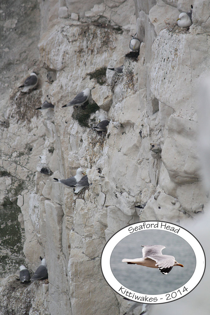 Seaford Head Kittiwakes 2014 - cliff edge view - 19.6.2014