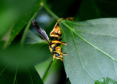 Too big to be a yellow jacket . . .