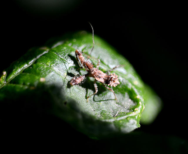 Another assassin bug