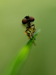 Romantic portrait of a robber fly