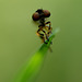 Romantic portrait of a robber fly