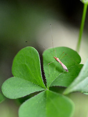 A very tiny crane fly?