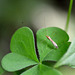 A very tiny crane fly?