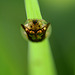 Golden tortoise beetle, backlit