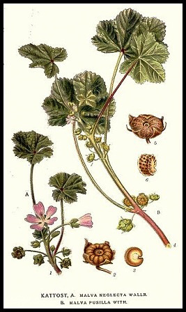 malva neglecta.bmp