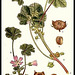 malva neglecta.bmp