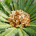 Palmfarn. Blütenstand. ©UdoSm