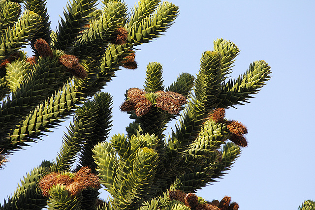 Araucaria