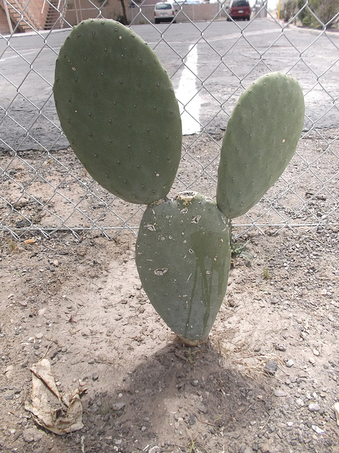 Mickey Mouse cactus / Cactus souris.