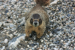 Marmot