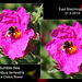 Bombus terrestris on Cistus - East Blatchington - 31.5.2014