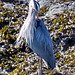 Grey Heron preening