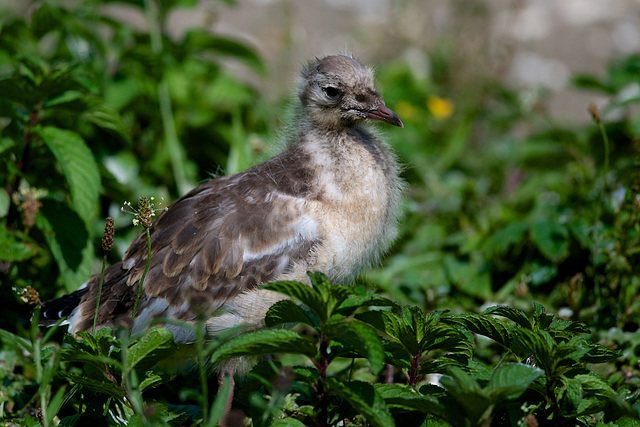 Baby seagull