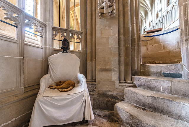 Wells Cathedral Cat - 20140807