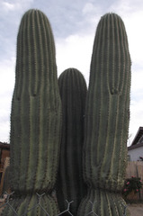 Cactus géants / Gigantic cactus.